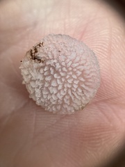 Pseudohydnum orbiculare