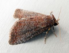 Ogdoconta rufipenna