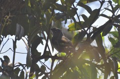 Arizelocichla fusciceps