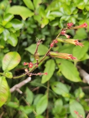 Cuphea appendiculata