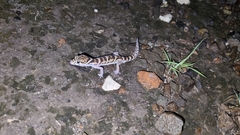 Coleonyx mitratus