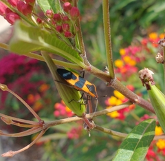 Oncopeltus fasciatus