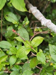 Cuphea appendiculata