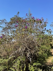 Dissotidendron johnstonianum image