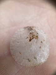 Pseudohydnum orbiculare