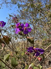 Dissotidendron johnstonianum image