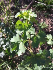 Ribes aureum gracillimum