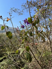 Dissotidendron johnstonianum image