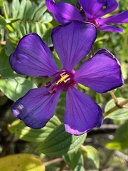 Dissotidendron johnstonianum image