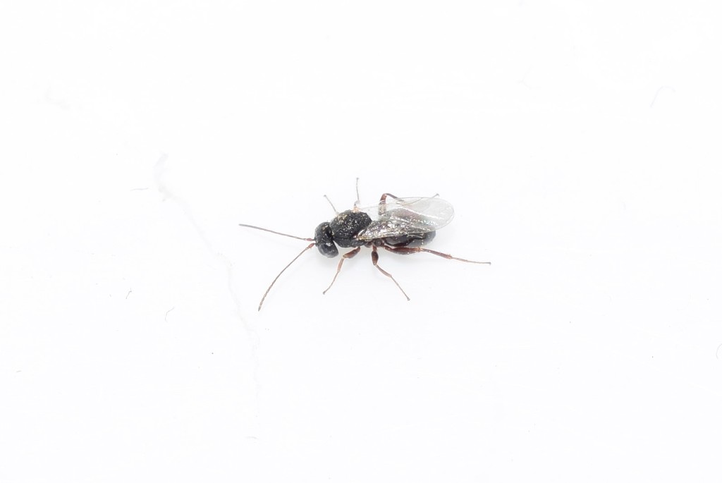 Synergus pallidipennis