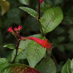 Cuphea appendiculata