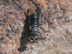 Atomosia melanopogon