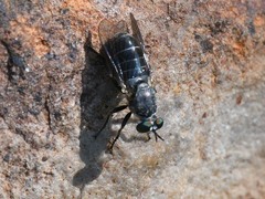 Atomosia melanopogon