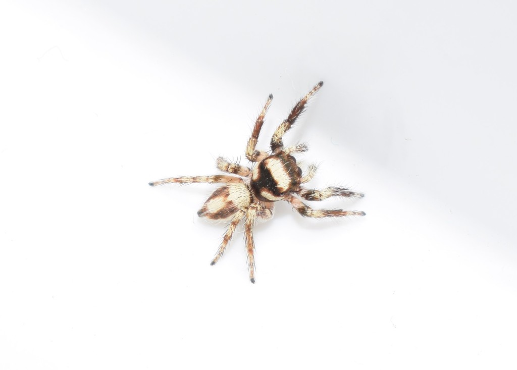 Prodigal Jumping Spider