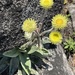 Helichrysum nitens - Photo (c) Stefaneakame, some rights reserved (CC BY-NC), uploaded by Stefaneakame