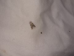 Eoparargyractis irroratalis