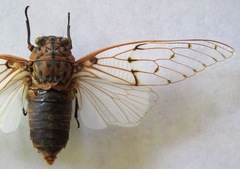 Ayuthia spectabile