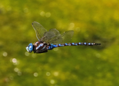 Rhionaeschna dugesi