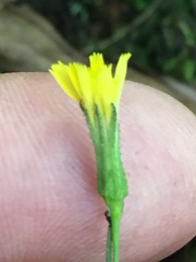 Hieracium paniculatum