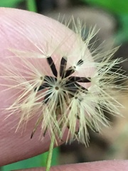 Hieracium paniculatum