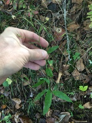 Hieracium paniculatum