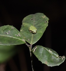 Dryophytes femoralis image