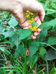 Solidago flexicaulis