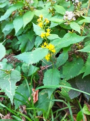 Solidago flexicaulis