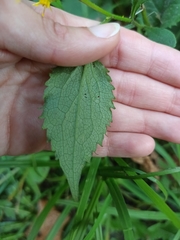 Solidago flexicaulis