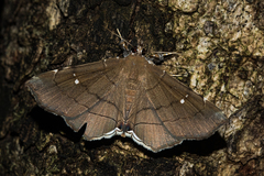 Gracilodes nysa