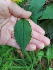 Solidago flexicaulis