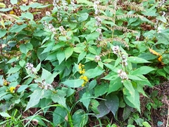 Solidago flexicaulis