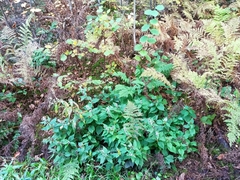 Solidago flexicaulis