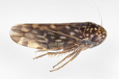 Xestocephalus superbus
