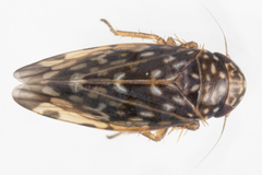 Xestocephalus superbus