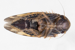 Xestocephalus superbus