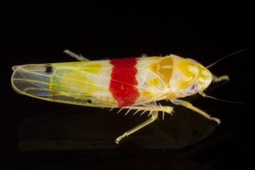 Eratoneura era (McAtee, 1920)