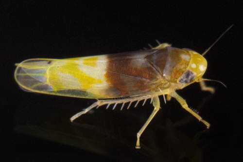 Eratoneura basilaris (Say, 1825)