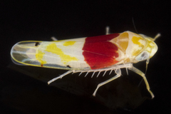 Eratoneura osborni