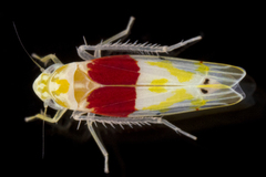 Eratoneura osborni