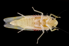 Eratoneura osborni