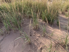 Psathyrella arenulina