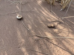 Psathyrella arenulina