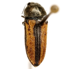 Acmaeodera riograndei