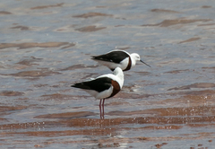 Cladorhynchus leucocephalus