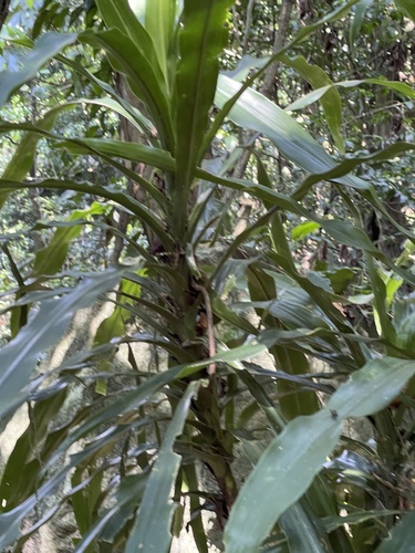 Dracaena fragrans image