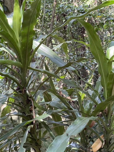 Dracaena fragrans image