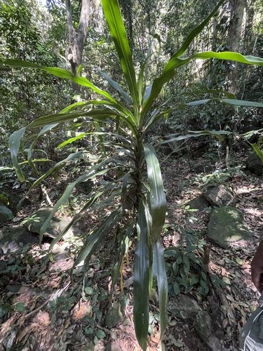 Dracaena fragrans image