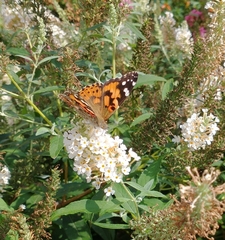 Vanessa cardui