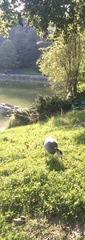 Anser anser × Branta canadensis